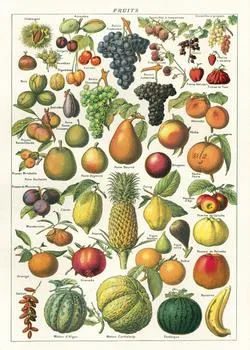  Fruit Chart  Poster