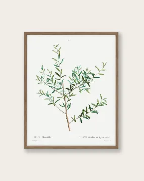 "Olive Branch" Art Print