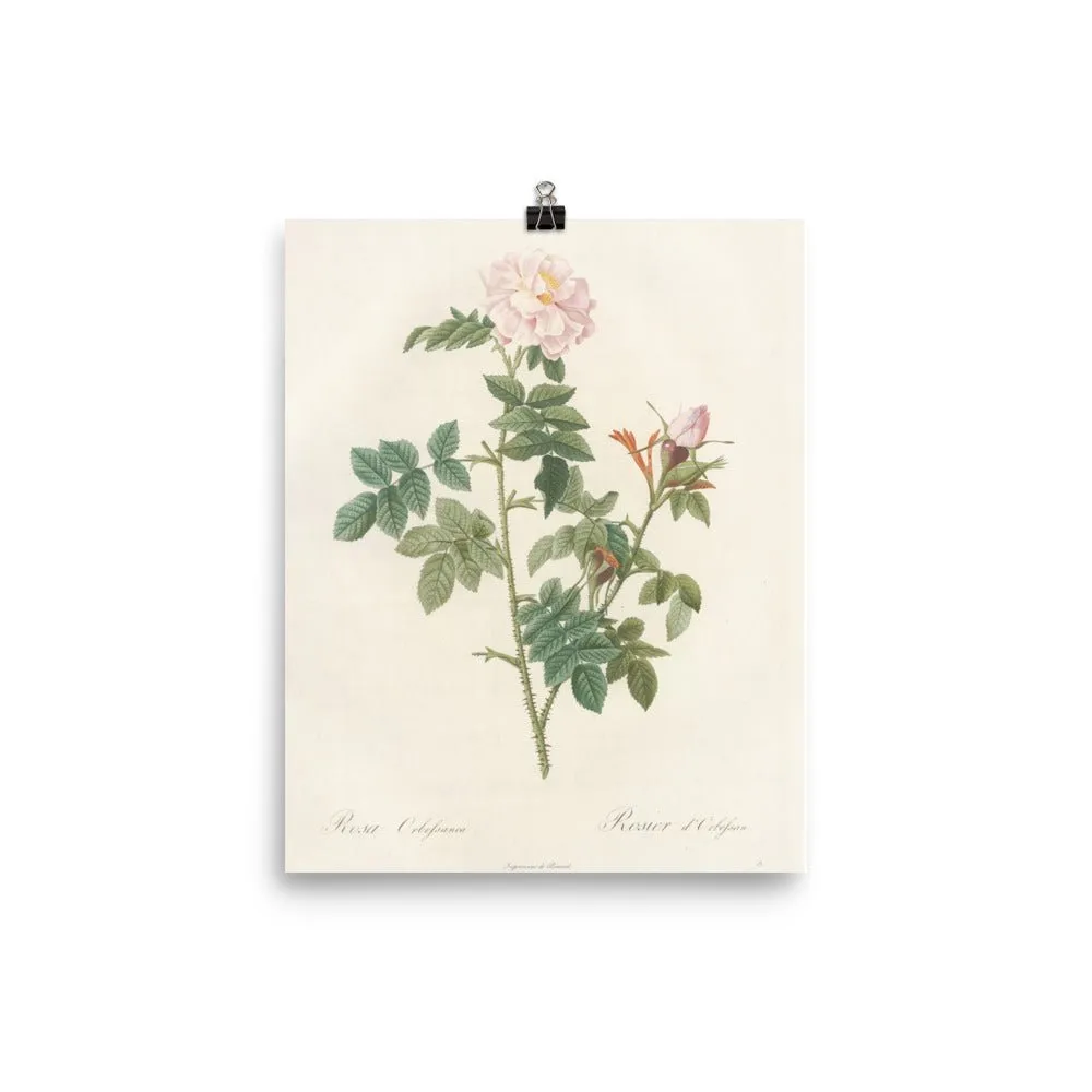 "Rose of 1817" Art Print