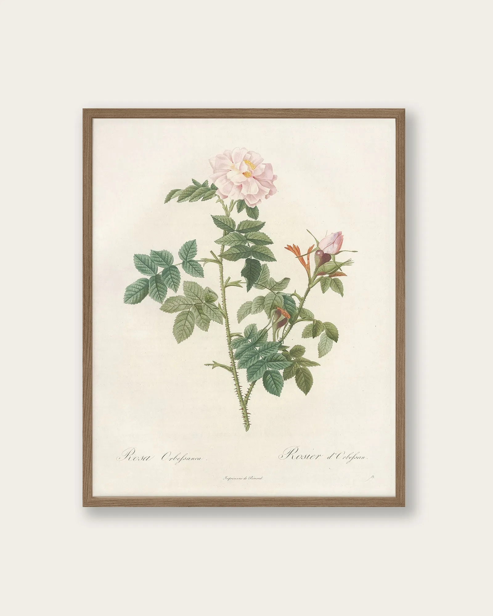 "Rose of 1817" Art Print